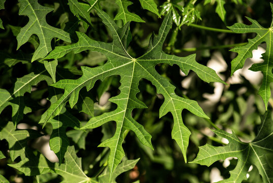 Chaya or Cnidoscolus chayamansa McVaugh green leaf on natural background.