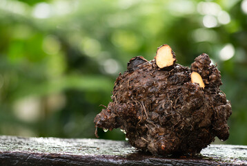 Konjac or Amorphophallus konjac wet head on natural background.
