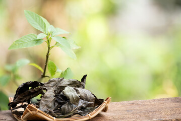 Fresh and dried peristrophe bivalvis leaves on natural background.