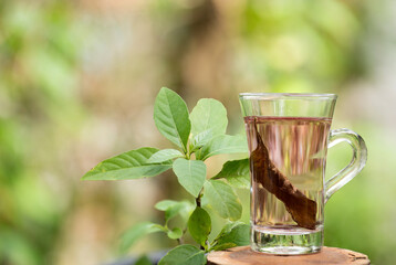Peristrophe bivalvis tree and tea on natural background.