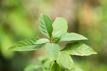 Peristrophe bivalvis green leaves or tree on natural background.