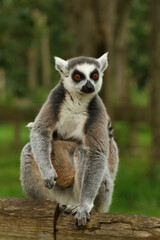These cute monkeys species ring-tailed lemurs are in their natural environment