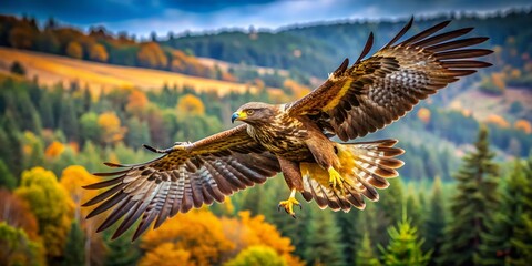 Obraz premium Eagle Hawk Falcon Bird of Prey Wildlife Photography
