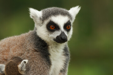 These cute monkeys species ring-tailed lemurs are in their natural environment © dennis