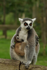 These cute monkeys species ring-tailed lemurs are in their natural environment