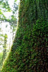 屋久島の杉についた苔