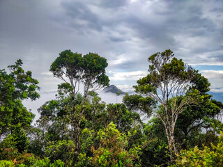 Obraz premium A mesmerizing view of the Kalimantan rainforest canopy, with tall trees and dense foliage silhouetted against a misty, blue-tinted sky, evoking a sense of mystery and tranquility