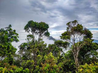 A mesmerizing view of the Kalimantan rainforest canopy, with tall trees and dense foliage silhouetted against a misty, blue-tinted sky, evoking a sense of mystery and tranquility