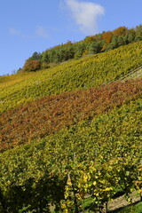 Weinberge bei Thüngersheim, Landkreis Main-Spessart, Unterfranken, Bayern, Deutschland