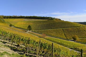 Weinberge bei Thüngersheim, Landkreis Main-Spessart, Unterfranken, Bayern, Deutschland