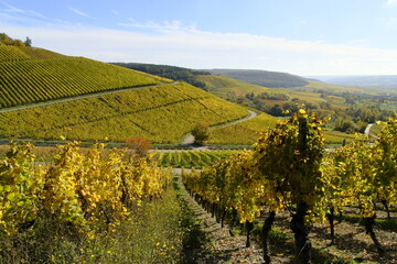 Weinberge bei Thüngersheim, Landkreis Main-Spessart, Unterfranken, Bayern, Deutschland