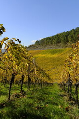 Naklejka premium Weinberge bei Thüngersheim, Landkreis Main-Spessart, Unterfranken, Bayern, Deutschland