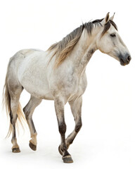 Graceful Gray Horse on White Background, Ideal for Equestrian Themes, Animal Photography, Horse Care, Nature and Wildlife, Rural Lifestyle, and Equine Breeds