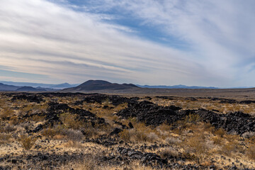  Cima volcanic field. Kelbaker Road, Mojave National Preserve. San Bernardino County, California. Mojave Desert / Basin and Range Province. Yucca schidigera, Mojave yucca or Spanish dagger