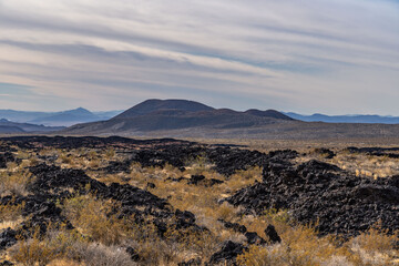  Cima volcanic field. Kelbaker Road, Mojave National Preserve. San Bernardino County, California. Mojave Desert / Basin and Range Province. Yucca schidigera, Mojave yucca or Spanish dagger