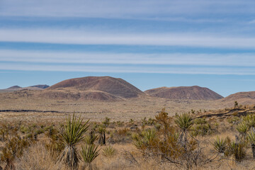 Fototapeta premium Cima volcanic field. Kelbaker Road, Mojave National Preserve. San Bernardino County, California. Mojave Desert / Basin and Range Province. Yucca schidigera, Mojave yucca or Spanish dagger