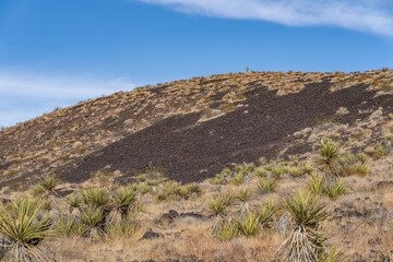 Cima volcanic field. Kelbaker Road, Mojave National Preserve. San Bernardino County, California. Mojave Desert / Basin and Range Province. Yucca schidigera,  Mojave yucca or Spanish dagger