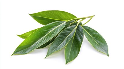 Leaves of palm tree isolated on white background