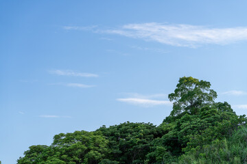 青空と緑のコントラスト