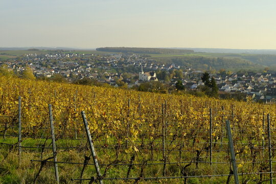 Weinberge auf dem Kobersberg bei Rimpar, Landkreis W&uuml;rzburg, Franken, Unterfranken, Bayern, Deutschland