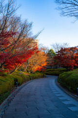千葉ニュータウンの紅葉した小道