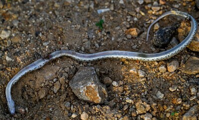 Obraz premium High resolution image close up of a dead small snake in the warm light of sunset