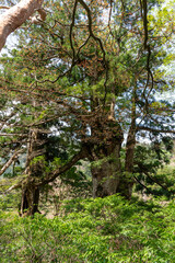 Fototapeta premium 屋久島の夫婦杉