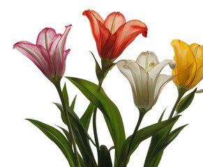 Fototapeta premium bouquet of tulips