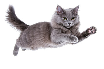 Obraz premium Gray Cat Leaps Playfully, Isolated on PNG Transparent Background