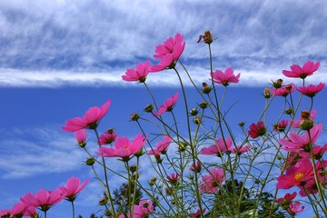 Obraz premium 秋空に映えるコスモス