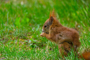 Eurasisches Eichhörnchen, Eichhörnchen, Eichkater, Sciurus vulgaris
