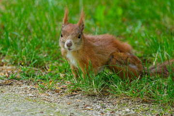 Eurasisches Eichhörnchen, Eichhörnchen, Eichkater, Sciurus vulgaris