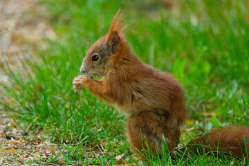 Eurasisches Eichhörnchen, Eichhörnchen, Eichkater, Sciurus vulgaris