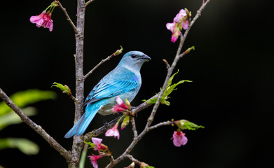 Sayaca Tanager (Thraupis sayaca) on a beautiful branch with purple pink flowers in the Atlantic Rainforest of Brazil. Dark background.