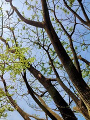Low Angle of tree branches  and tree trunk. Tree molt in the dry season, beautifull tree branches against a blue sky.