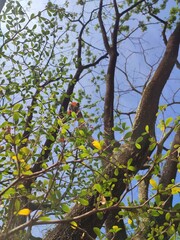 Low Angle of tree branches  and tree trunk. Tree molt in the dry season, beautifull tree branches against a blue sky.
