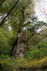 屋久島の縄文杉