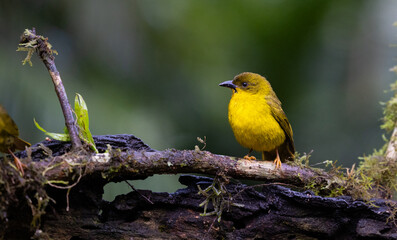 Olive-green Tanager (Orthogonys chloricterus) in the Atlantic Rainforest of Brazil 