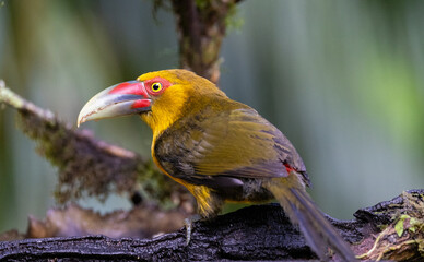 Colourful Saffron Toucanet (Pteroglossus bailloni), Atlantic Rainforest, Brazil