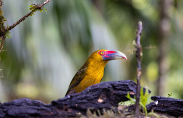 Colourful Saffron Toucanet (Pteroglossus bailloni), Atlantic Rainforest, Brazil