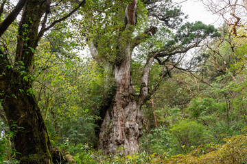 屋久島の縄文杉