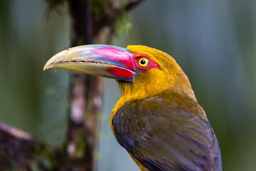 Colourful Portrait Saffron Toucanet (Pteroglossus bailloni), Atlantic Rainforest, Brazil