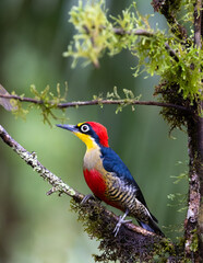 Alert yellow-fronted woodpecker (Melanerpes flavifrons), Atlantic Rainforest in Brazil. Wild Woodpecker. 