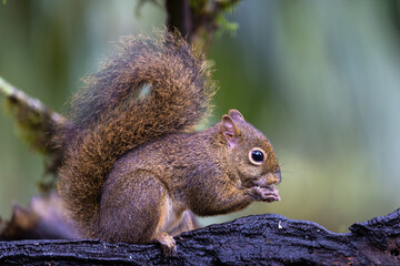 Super cute and eating wild Brazilian squirrel (Sciurus aestuans), or Guianan squirrel, in the...