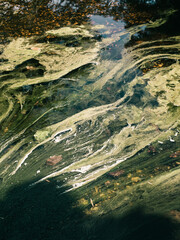 Algae in water