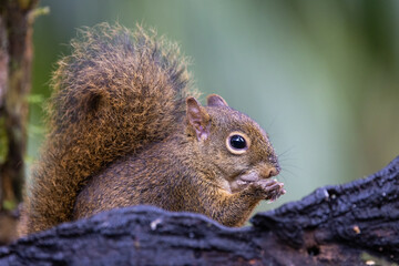 Super cute and eating wild Brazilian squirrel (Sciurus aestuans), or Guianan squirrel, in the Atlantic Rainforest of Brazil