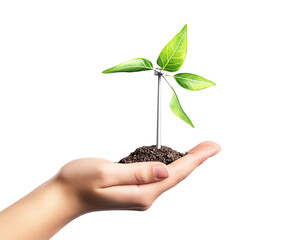 a hand holding a small plant