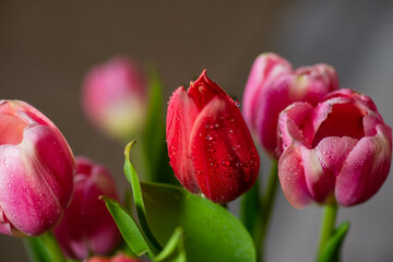 Tulips