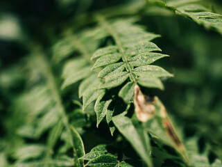 Tree foliage