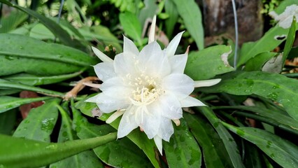 Flower of zig zag cactus